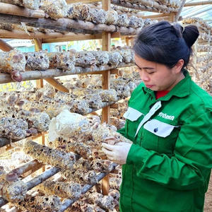 Cao Bằng đẩy mạnh phát triển nông sản an toàn theo chuỗi giá trị bền vững