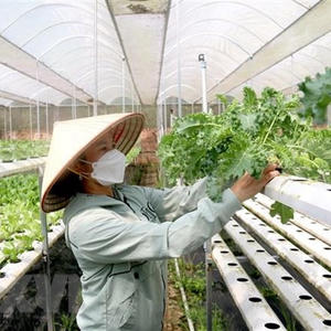 Đề xuất hỗ trợ tối đa 100% chi phí chuyển đổi số cho hộ kinh doanh, hợp tác xã
