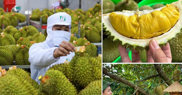 Không mở rộng diện tích sầu riêng, Chủ tịch tỉnh chịu trách nhiệm nếu ách tắc xuất khẩu
