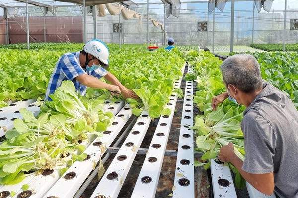 Kinh tế tập thể giai đoạn 2021-2025: Chuyển biến về chất, tạo nền tảng cho phát triển bền vững giai đoạn 20260-2030