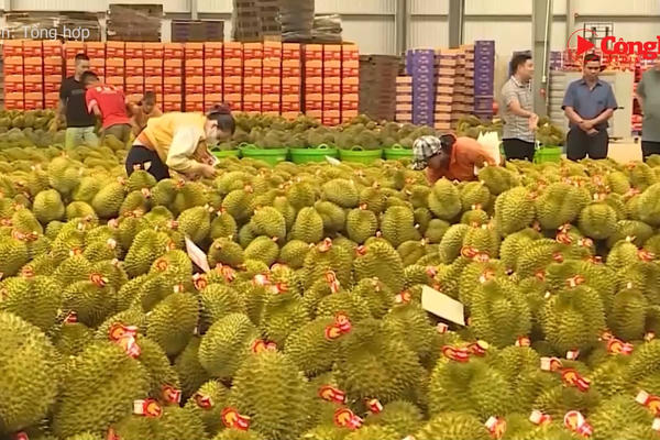 Triển khai thí điểm Hệ thống truy xuất nguồn gốc nông sản