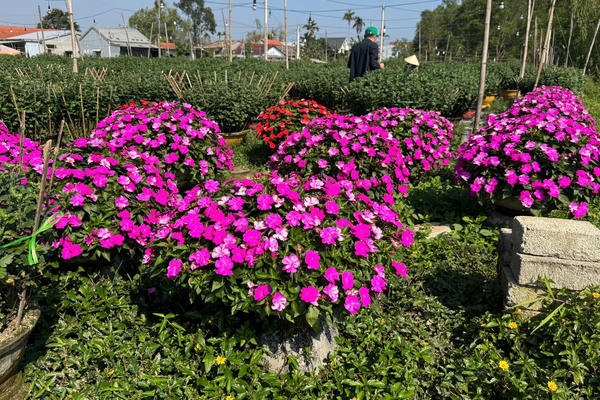 Người dân xứ Huế tất bật canh hoa nở Tết