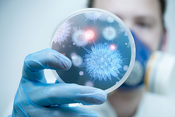 Hà Nội tăng cường giám sát, chủ động phòng, chống dịch bệnh do virus Nipah