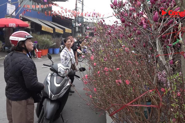 Người dân nhộn nhịp đi mua đào chơi Tết sớm