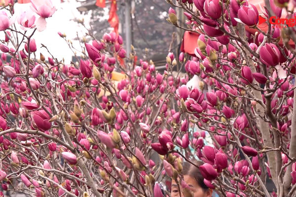 Mộc lan lên ngôi thị trường hoa Tết 2026