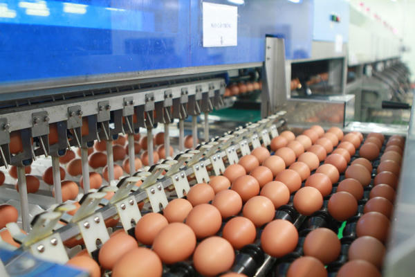 Phương thức phân giao hạn ngạch thuế quan nhập khẩu mặt hàng muối, trứng gia cầm năm 2026