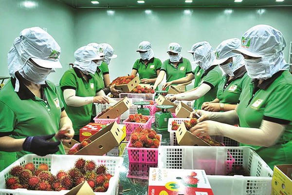 Xuất khẩu 2026: Doanh nghiệp bắt buộc chuyển đổi số và đáp ứng tiêu chuẩn xanh