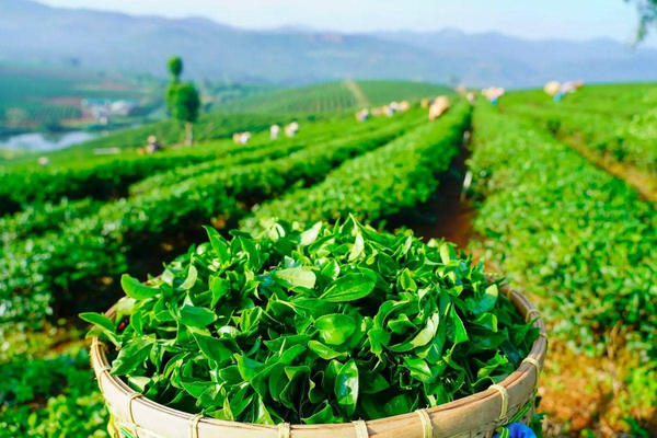 Ngành chè trước bài toán nâng giá trị gia tăng