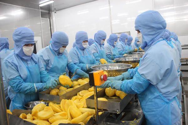 Antesco trình cổ đông phương án cổ tức tổng tỷ lệ 25%