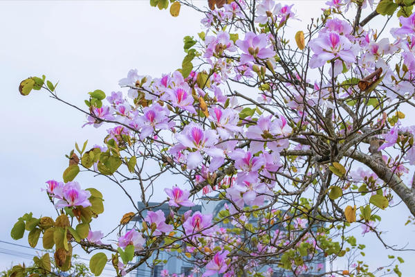 Sắc ban rực rỡ giữa đất trời Điện Biên