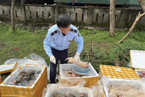 Bắt xe tải chở gần 2.7 tấn nội tạng không rõ nguồn gốc