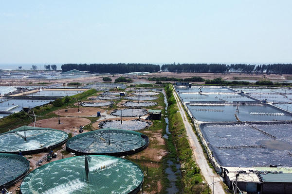 Chuyển đổi số mở hướng phát triển mới cho ngành thủy sản Việt