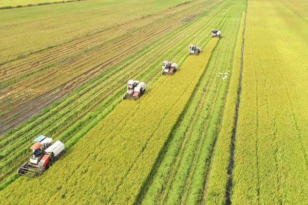 Ngân hàng đẩy vốn vào hợp tác xã lúa gạo