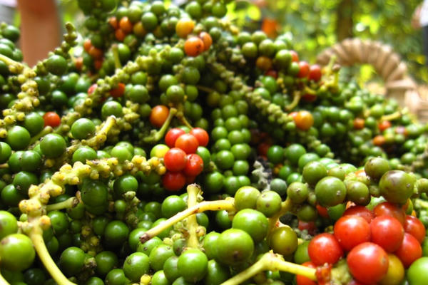 Hạt tiêu Việt “bùng nổ” tại thị trường Thái Lan