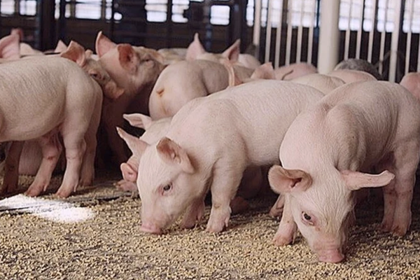 Giá heo hơi hôm nay 23/3: Thị trường dao động từ 65.000 - 69.000 đồng/kg 