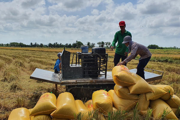 Kết nối chuỗi giá trị để nâng sức cạnh tranh cho hạt gạo Việt Nam