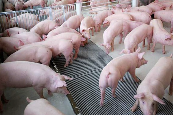 Giá heo hơi hôm nay 24/3: Miền Nam tiếp tục duy trì mức giá cao nhất cả nước