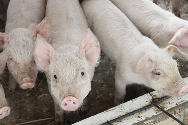 Giá heo hơi hôm nay 27/3: Tiếp tục đà giảm nhẹ
