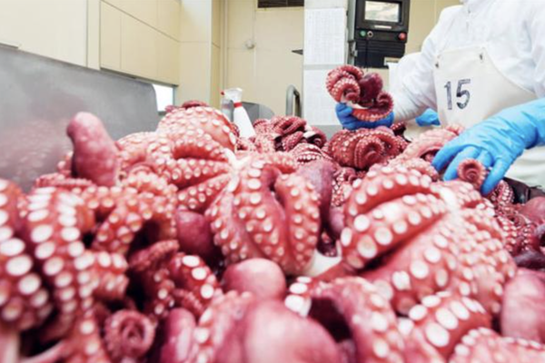 Xuất khẩu mực, bạch tuộc tăng trưởng hai con số 