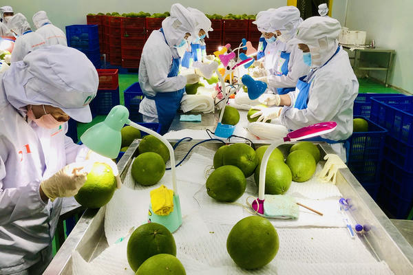 Rau quả và thủy sản là động lực thúc đẩy xuất khẩu nông sản quý I/2026