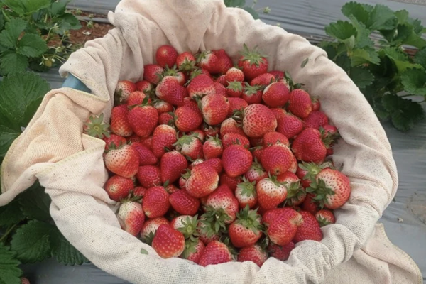 Dâu tây Việt bất ngờ bùng nổ xuất khẩu