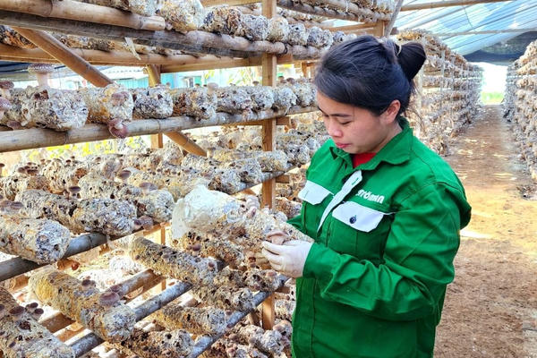 Cao Bằng đẩy mạnh phát triển nông sản an toàn theo chuỗi giá trị bền vững