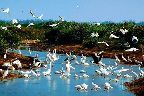 Khai mở giá trị Ramsar Xuân Thủy trong phát triển du lịch bền vững