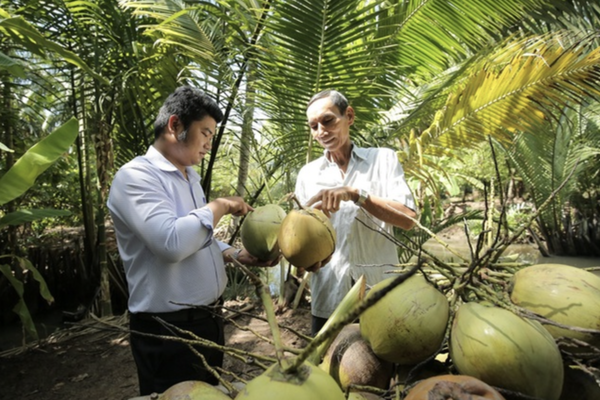 Xuất khẩu tỷ USD, ngành dừa vẫn "gặp khó" cuộc đua giá trị