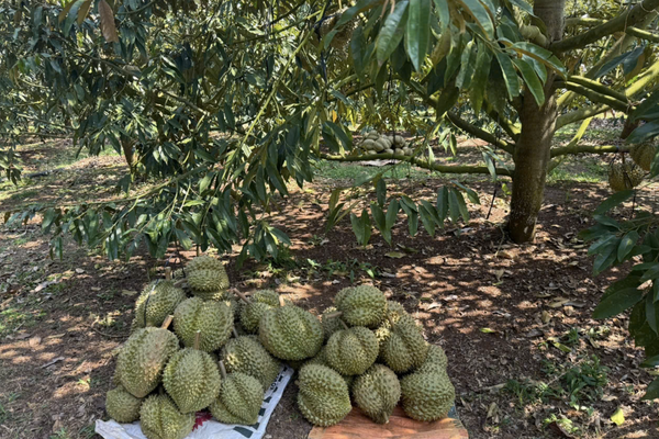 Sầu riêng lần đầu thông quan “Luồng xanh” tại cửa khẩu Hữu Nghị sang Trung Quốc