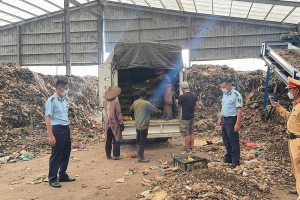 Xử lý, tiêu hủy hơn 13.500 con gia cầm giống và gần 3 tấn lòng lợn không rõ nguồn gốc