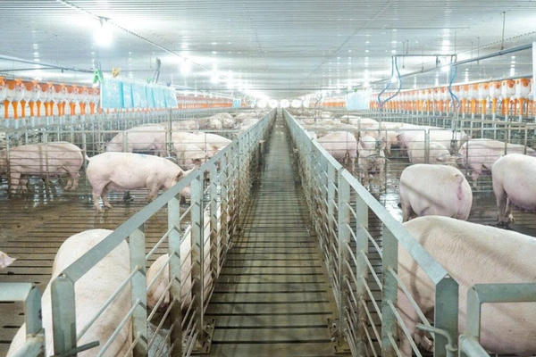 Nhiều doanh nghiệp lớn "lấn sân" sang lĩnh vực chăn nuôi