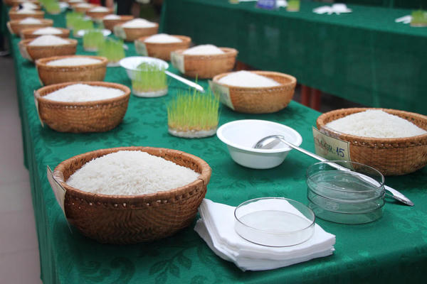 Cuộc thi Gạo ngon Đồng bằng sông Cửu Long lần thứ nhất quy tụ 28 mẫu gạo