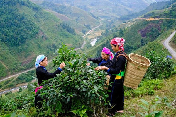 Lào Cai đẩy mạnh phát triển nông nghiệp, tập trung trồng cây dược liệu