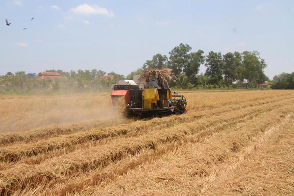 Hội thảo kết nối sản xuất lúa gạo tại Cà Mau: Đẩy mạnh hợp tác bền vững