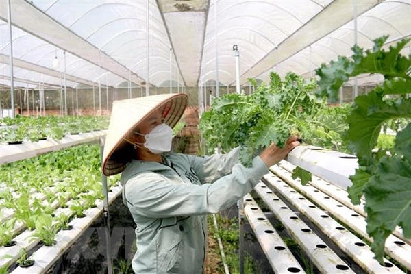 Đề xuất hỗ trợ tối đa 100% chi phí chuyển đổi số cho hộ kinh doanh, hợp tác xã