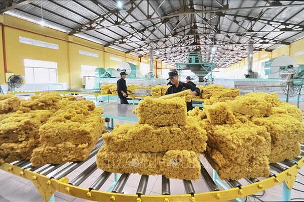 Tập đoàn Công nghiệp Cao su Việt Nam báo lãi gần 3.000 tỷ đồng trong quý I/2026