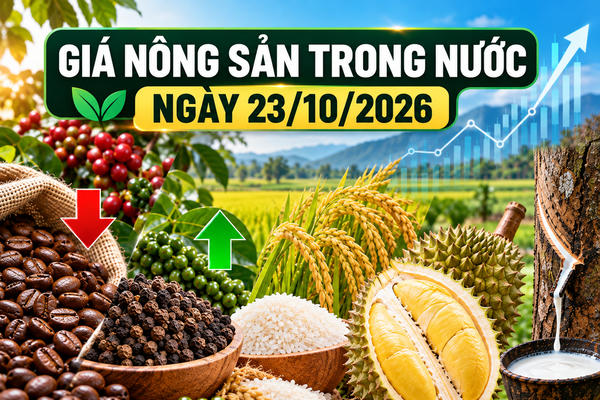 Nông sản trong nước 23/10: Cà phê xuống 90.200 đồng/kg, hồ tiêu chạm 140.000 đồng/kg