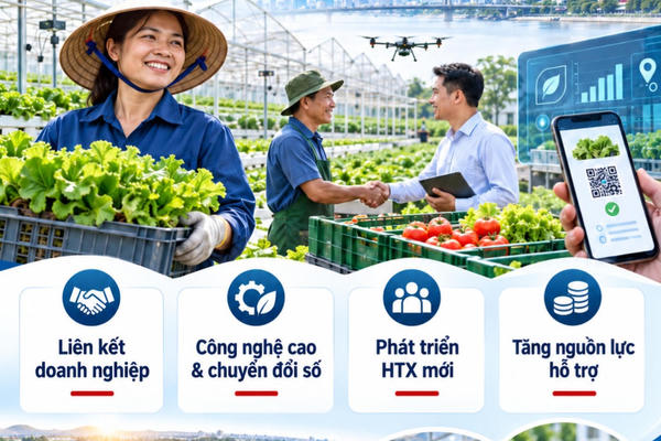 TP.HCM đặt mục tiêu 50% hợp tác xã nông nghiệp liên kết doanh nghiệp