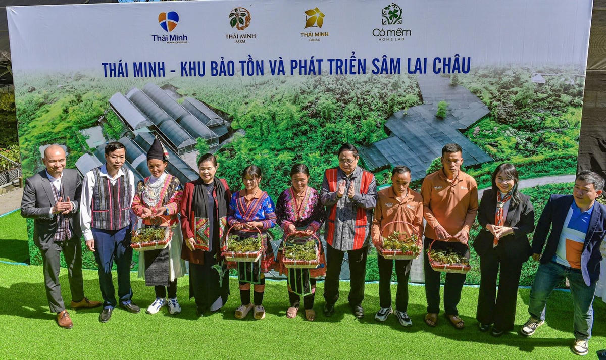 Thủ tướng Phạm Minh Chính thăm mô hình trồng sâm Lai Châu của Dược phẩm Thái Minh