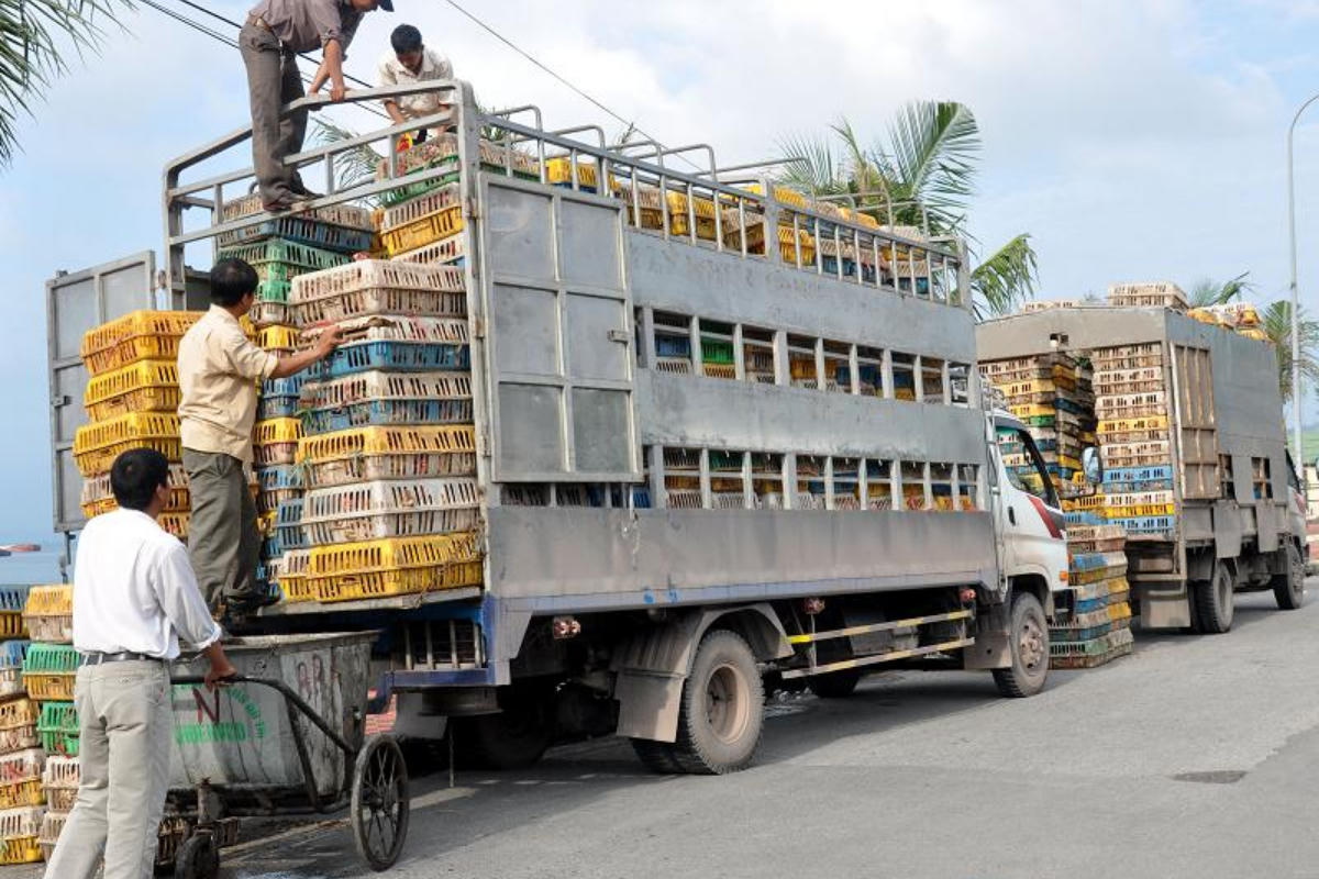 Ngăn chặn, xử lý nghiêm nhập lậu gia súc, gia cầm không chỉ ở biên giới