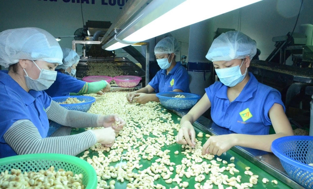 Hạt điều xuất khẩu bị cảnh báo từ các thị trường lớn