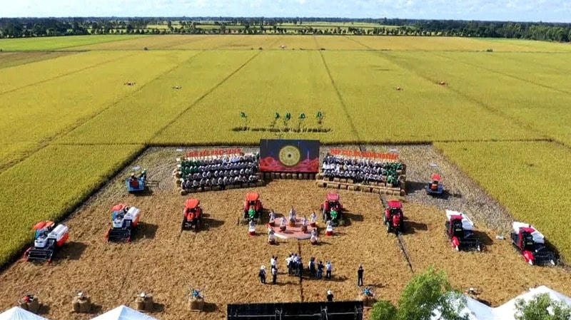 Giá xuất khẩu tăng phi mã, doanh nghiệp xuất khẩu gạo hướng đến chuỗi phát triển bền vững