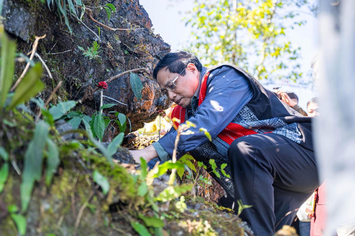 Thủ tướng Phạm Minh Chính thăm mô hình trồng sâm Lai Châu của Dược phẩm Thái Minh