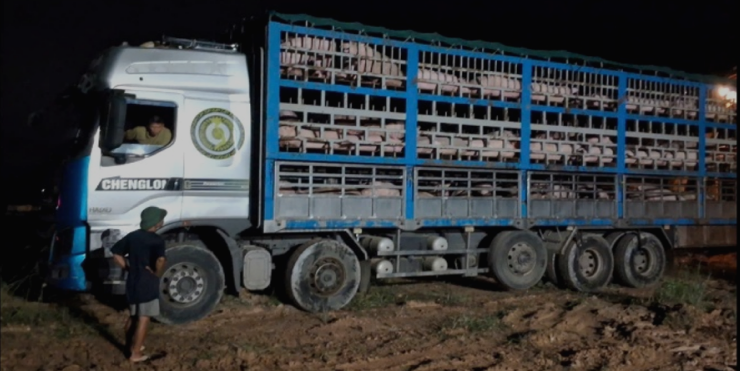 Xe chở lợn bị dừng kiểm tra và phát hiện số lợn nhiễm bệnh dịch tả Châu Phi.