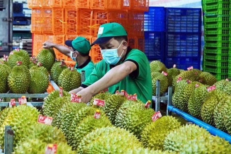 sau-rieng-xk.jpg