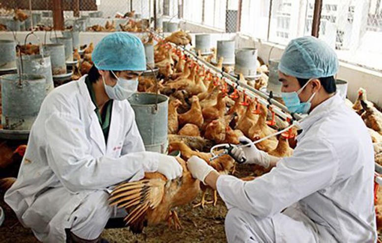 Thủ tướng chỉ đạo triển khai đồng bộ các giải pháp phòng, chống dịch bệnh gia súc, gia cầm- Ảnh 1.