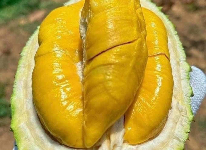Sầu riêng Musang King trồng ở Việt Nam giá thấp kỷ lục