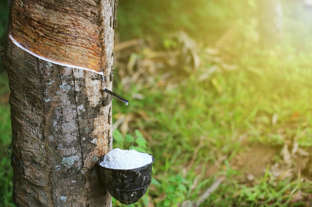 Xuất khẩu cao su sang Hàn Quốc đạt nhiều kết quả tích cực trong 2 tháng đầu năm