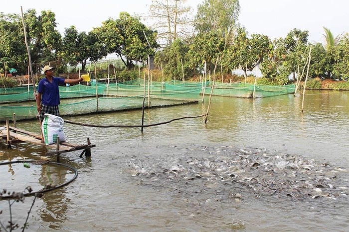 nuoi-ca-tra-an-giang_1524472555.jpg