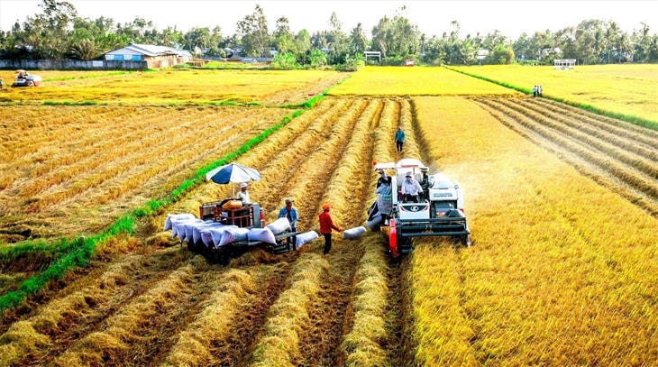 Gạo Việt Nam tiếp tục chiếm lĩnh các thị trường lớn trên thế giới